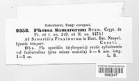Neosetophoma samararum image